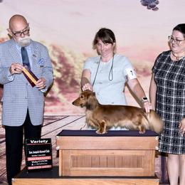 GCH CH Peter CHIC FDC CGC TKN ATT - Dachshund