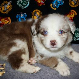 Toad - Red merle male Australian Shepherd puppy in El Dorado Springs, Missouri from HP Aussie Kennels