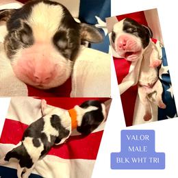 Valor - Black white and tan male English Springer Spaniel puppy in Madison, Indiana from McCollough's Pawsome Spaniels and Danny's Delightful Dachshunds