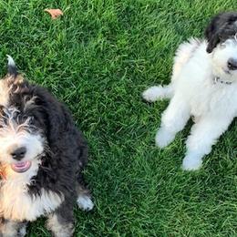 Bernedoodles from Ferro Family Doodles