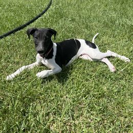 Loki - White and black male Whippet puppy in Redmond, Oregon from Chappelle Whippets