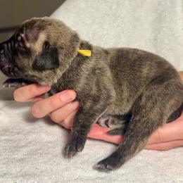 Yellow Collar Female - Tiger female Perro de Presa Canario puppy in Raleigh, North Carolina from Kings Court Kennel