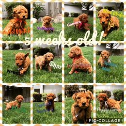 Poodle Puppies from Stunningly Sweet Standards