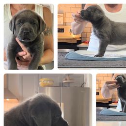Girl 3 - Gray Cane Corso puppy in Tennessee from Nuovo Inizi Kennels