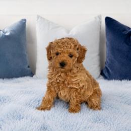 Butters - Apricot male Maltipoo puppy in St. George, Utah from Winchester Hills Poodles and Doodles