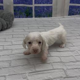 Isabella Base Cream Extreme Piebald Longhair Female - Cream female Dachshund puppy in Killeen, Texas from Southern Dachshunds