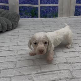 Isabella Base Cream Extreme Piebald Longhair Female - Cream female Dachshund puppy in Killeen, Texas from Southern Dachshunds