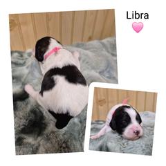 Libra - Black and white female Springerdoodle puppy in Freeland, Michigan from McNally's Springer Spaniels