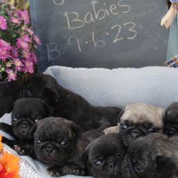 Aussiedoodles, Companion Crosses, Pomskies, and Pugs from Perfect Pugs