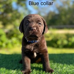 Blue collar - Chocolate male Labrador Retriever puppy in Brooksville, Florida from Lonestar Labradors C&E
