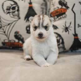 Cerridwen - Gray and white female Siberian Husky puppy in Front Royal, Virginia from North River Siberians