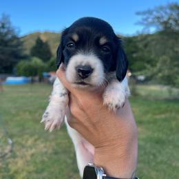 Havarti - Piebald female Dachshund puppy in Rogue River, Oregon from Bear Feet Dachshunds