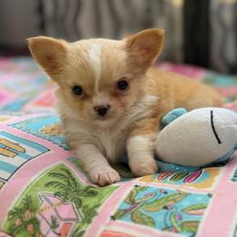 Bruiser - Fawn and white male Chihuahua puppy in Harrison, Michigan from Cloud9 Chihuahuas