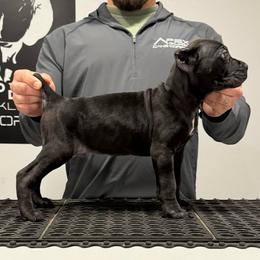Male 1 - Black male Cane Corso puppy in Cashion, Oklahoma from APEXOK Cane Corsos LLC