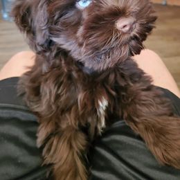 Miniature Schnauzer Puppies from Daydreamers Schnauzers