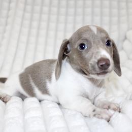 Annabelle - Piebald female Dachshund puppy in Fairfax, Iowa from Grayson’s Lovable Dachshunds