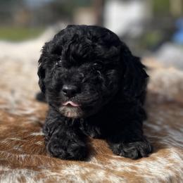 Elvis - Black male Poodle puppy in Purdy, Missouri from The Dynasty