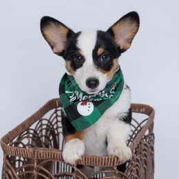 Lily, Girl 1 - Pembroke Welsh Corgi puppy from Texas Fluff Butts and Friends