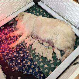 Miss Purple - Light golden female Golden Retriever puppy in Douglas, Massachusetts from Oak Breeze Retrievers