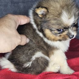 Veneer - Tri-colored male Pomeranian puppy in Laredo, Texas from SASH Poms