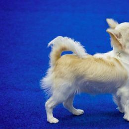 Chihuahuas from Chedon Chihuahuas