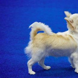 Chihuahuas from Chedon Chihuahuas