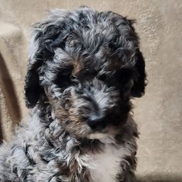 Bernedoodles from Prairie rose doodles