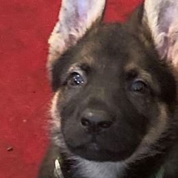 Boy 3 - German Shepherd puppy in Modoc County, California from Vom Marischal Working Lines German Shepherd Dogs