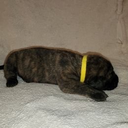 Boy 3 - Brindle Mastiff puppy in Aurora, Colorado from Bratay Mastiffs