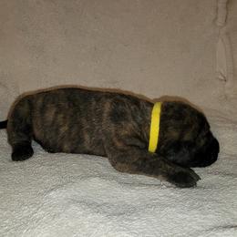 Boy 3 - Brindle Mastiff puppy in Aurora, Colorado from Bratay Mastiffs