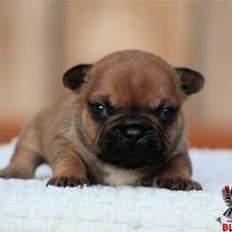 Ash - Fawn male French Bulldog puppy in Vancouver, Washington from Blackwell's American & French Bulldogs