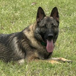 Leena - German Shepherd