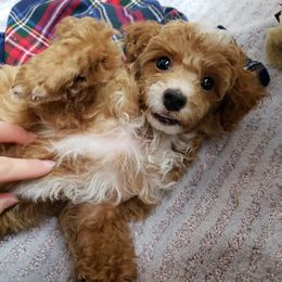 Poodle Puppies from Neely Family Poodles
