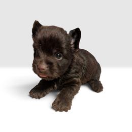 Thor - Liver male Yorkshire Terrier puppy in Gaylesville, Alabama from Sweet Alabama Yorkies