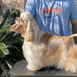 Wendy - Cocker Spaniel