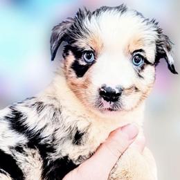Perry - Blue merle male Miniature Australian Shepherd puppy in Punta Gorda, Florida from Christie's Creekside Aussies