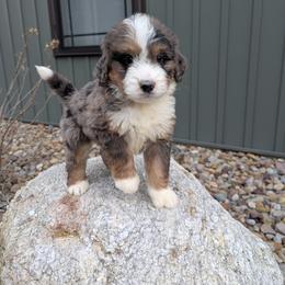 Teddy - Blue merle male Bernedoodle puppy in Beach City, Ohio from Blue Cloud Doodles