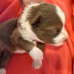 Marcellina - Red tri female Miniature Australian Shepherd puppy in Taylor, Arizona from Holy Ghost Ranch, Inc