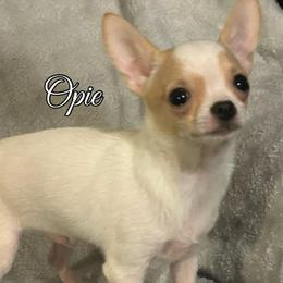 Opie - Fawn and white male Chihuahua puppy in Henderson, Kentucky from Western Kentucky Chihuahua’s and Chinese Crested’s
