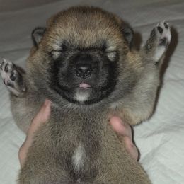 Shiba Inu Puppies from Yoru's Dojo Legacy