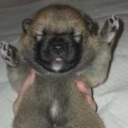 Shiba Inu Puppies from Yoru's Dojo Legacy