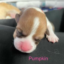 Pumpkin - Red female Pembroke Welsh Corgi puppy in Grenada, California from California Corgi Butts