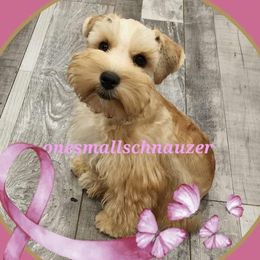 Sunkist - Miniature Schnauzer