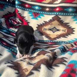 Tusk - Black and white female Aussiedoodle puppy in Cleveland, Tennessee from C&S Kennels