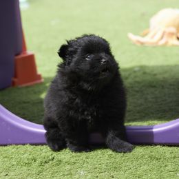 Pomeranian Puppies from Abbapoola Poms