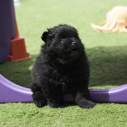 Pomeranian Puppies from Abbapoola Poms