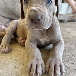 Great Dane Puppies from Texas Devine Danes