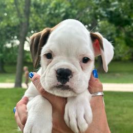 Aspen - White female Boxer puppy in Forest City, Iowa from Mt Valley Boxers