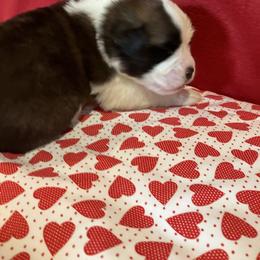 Boy 3 - Red and white male Saint Bernard puppy in New Sharon, Maine from Kimball Pond  Saint Bernards