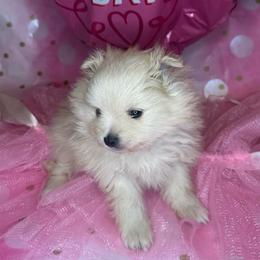 Rose - Cream female Pomeranian puppy in Scio, Oregon from Mac Daddy Poms
